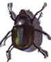 Beetle