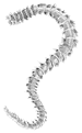 bristle worm