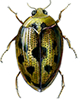 crawling water beetle