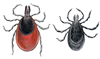deer tick
