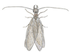 dobsonfly