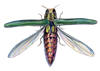 emerald ash borer