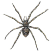 fishing spider
