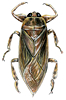 giant water bug