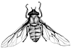 horsefly