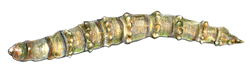 http://www.scientificillustrator.com/illustration/insects: Horse Fly Larva