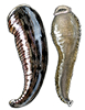 leech