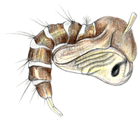 http://www.scientificillustrator.com/illustration/insects: Mosquito Pupa