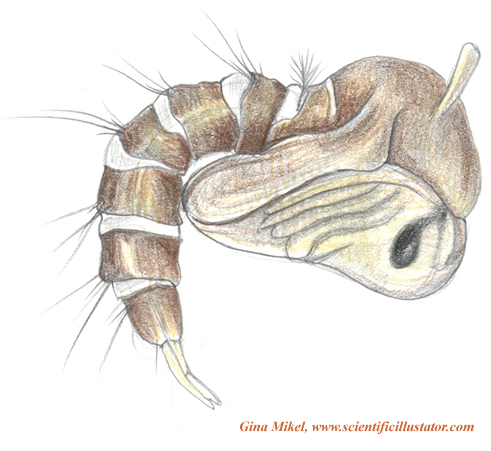 Mosquito Pupa