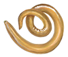nematode