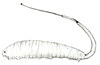 rat-tailed maggot