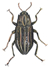 rifle beetle