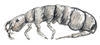 springtail