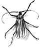Tanner Longhorn, Insect