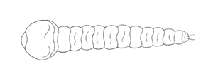 two-lined chestnut borer larva
