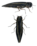 two-lined chestnut borer