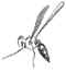 wasp sketch