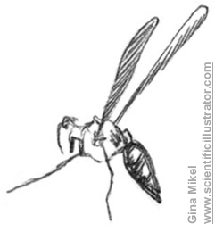 wasp sketch
