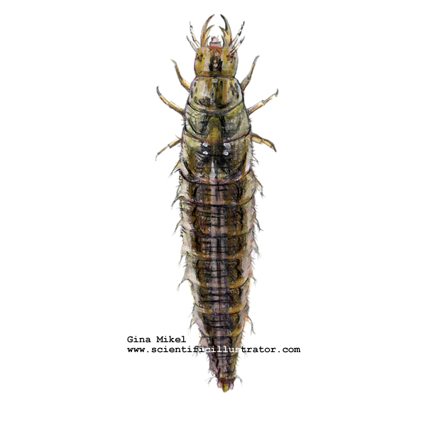 Water Scavenger Beetle Larva