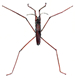 water strider