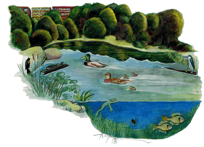 Pond in Brooklyn