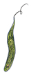 euglena