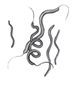 spirogyra
