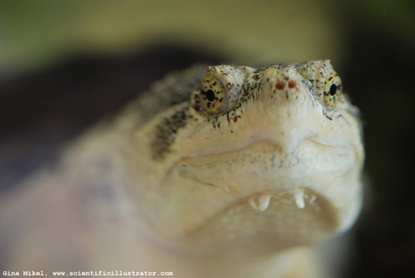 Common Snapping Turtle
