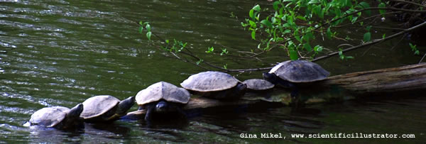 Turtles