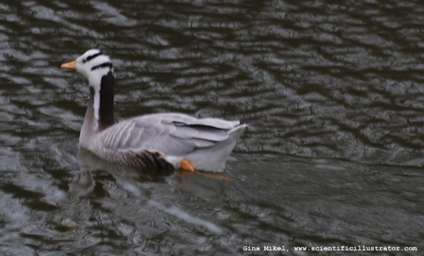 Bar-Headed Goose