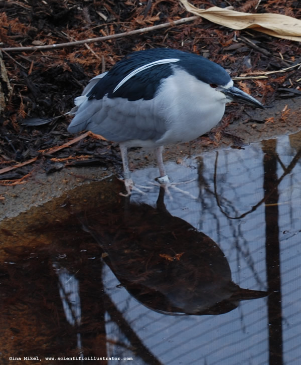 Black-Crowned Night Heron