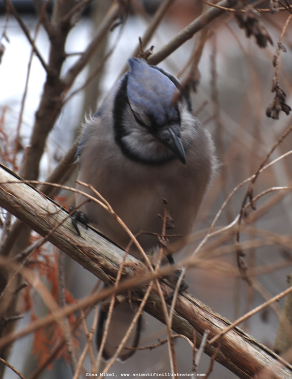 Bluejay