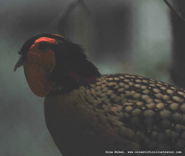 Cabot's Tragopan