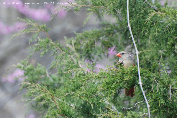 Female Cardinal