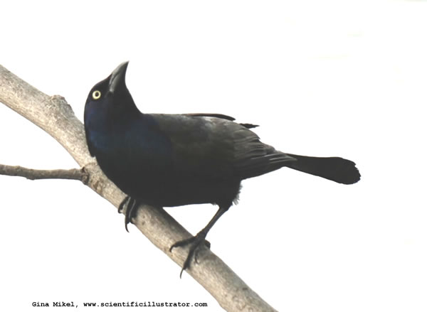 Common Grackle