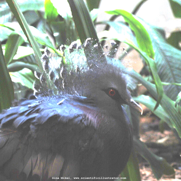 Crowned Pigeon