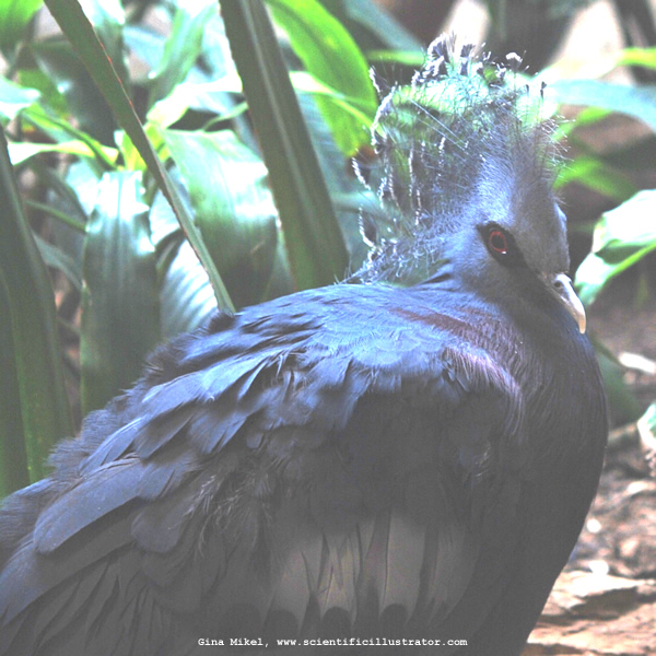 Crowned Pigeon