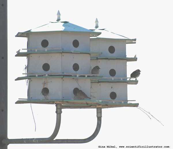 House Sparrow
