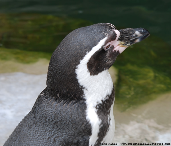 Humboldt Penguin