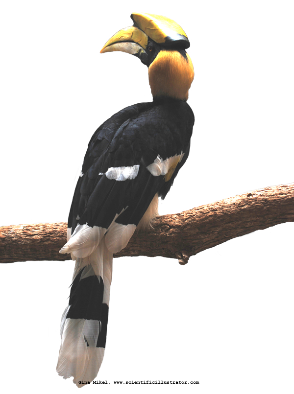 rhinoceros Hornbill