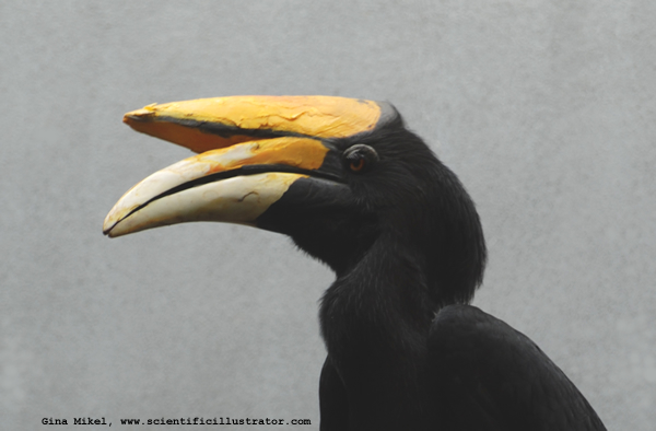 rhinoceros Hornbill