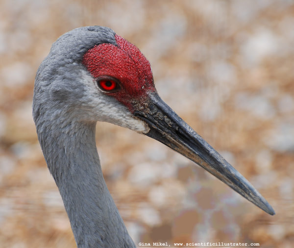 Sandhill Crane