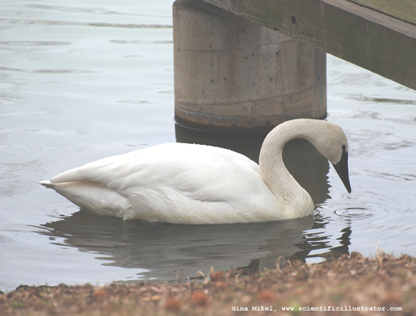 Trumpet Swan