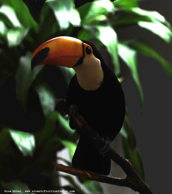 Toucan