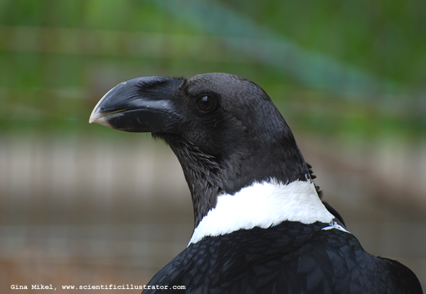White-Necked Raven