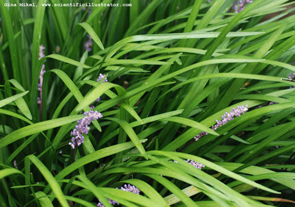 Mondo Grass