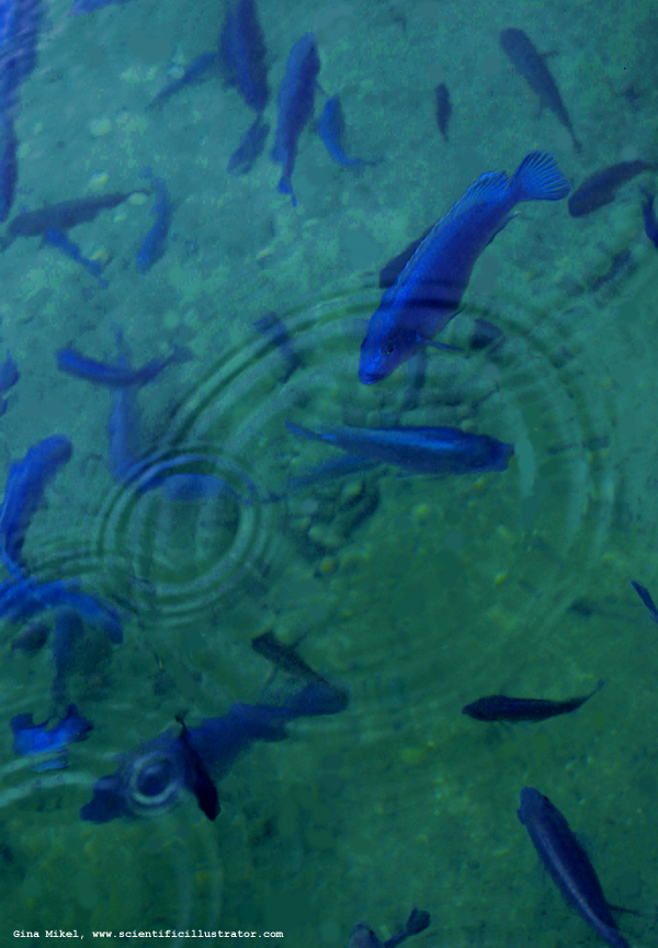 Koi Pond