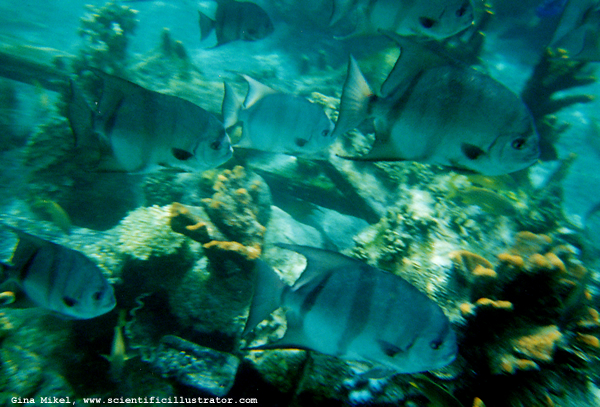 Reef Fish