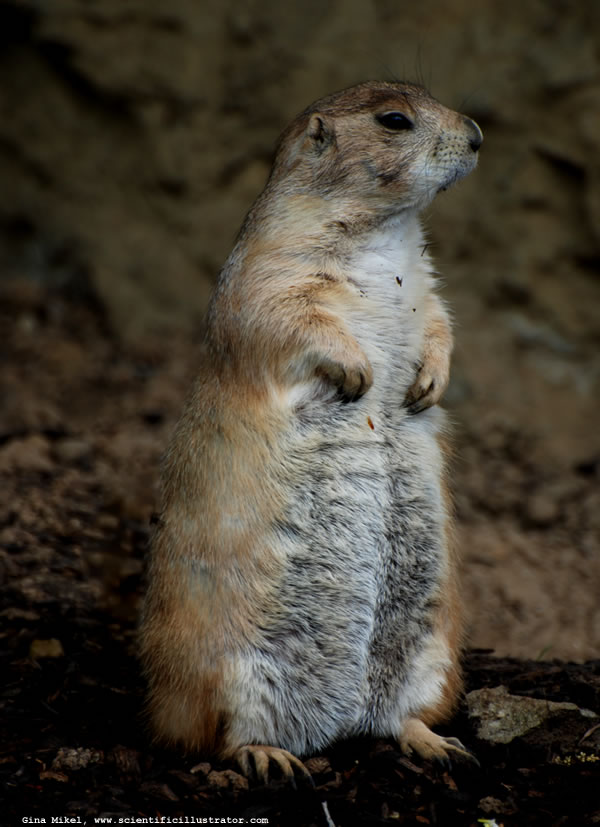 Prairie Dog
