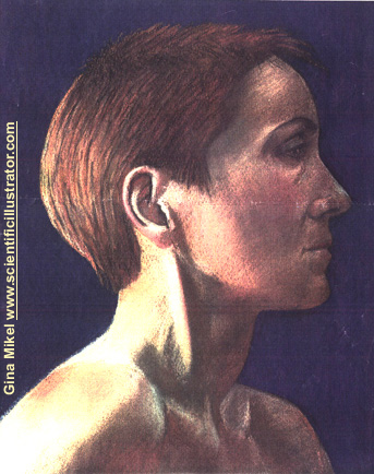 woman, portrait